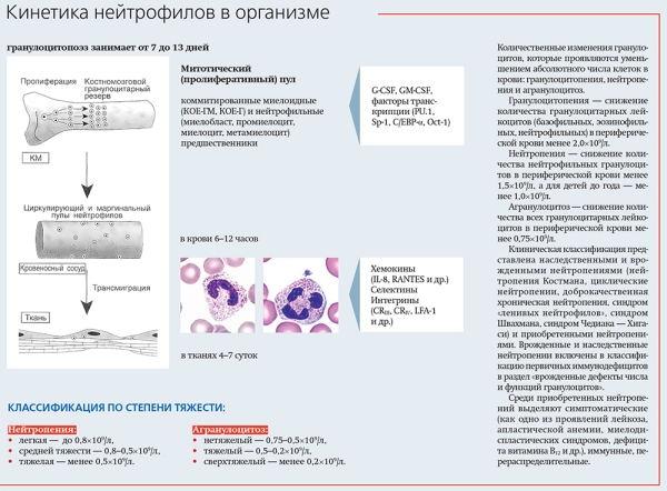 
        Дети с нейтропенией:&nbsp; оправданна ли гиперопека?			    