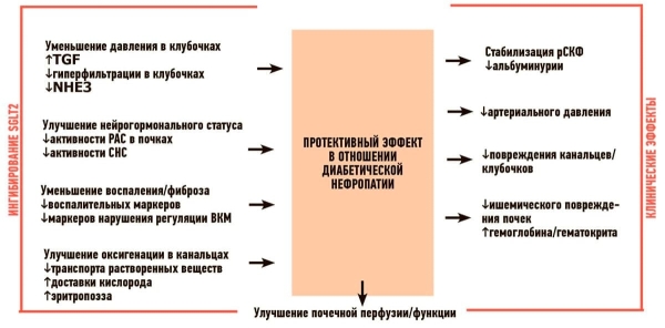 
        Кардиоренальная взаимосвязь. Когда нефропротективная стратегия одновременно является и кардиопротективной			    