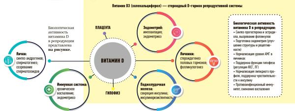 
        Витамин D: влияние на течение и исходы беременности			    