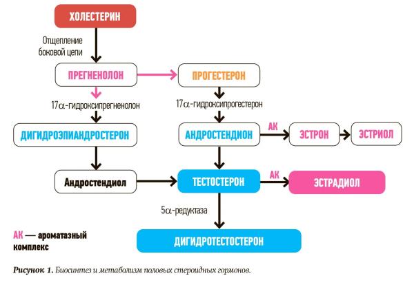 
        Проблемные вопросы диагностики гиперандрогении			    