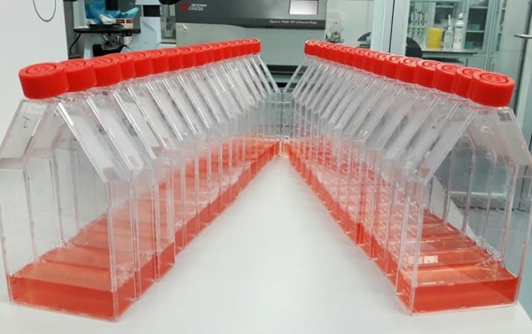 
        Киллерные клетки против опухолей			    